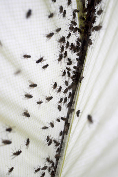 istock Insect flies in a tourist tent 1178741436