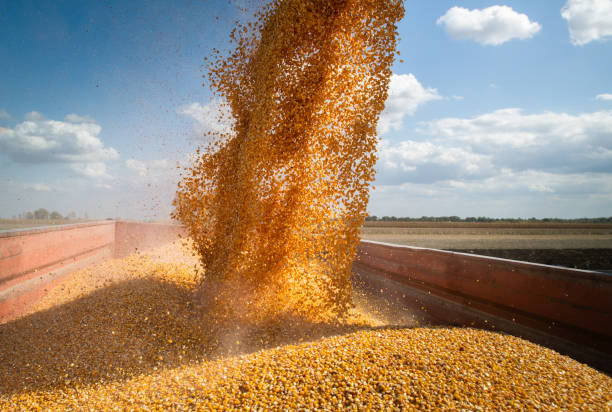 istock Combine harvester pours corn maize seeds. 1178741699