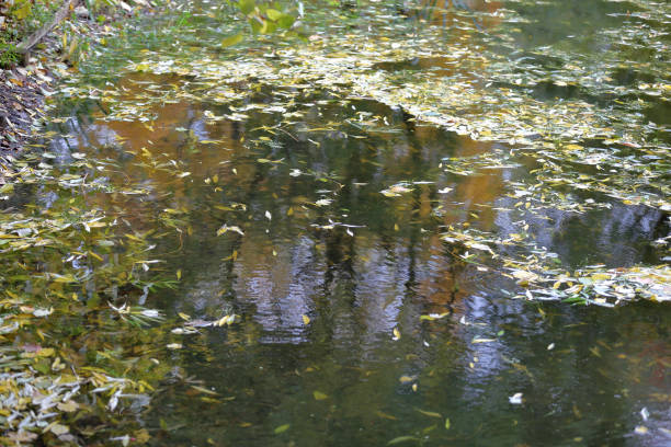 istock Yellow autumn leaves in a small pond 1178742807