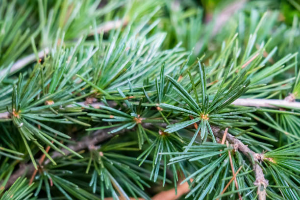 close up deodar cedar plants leaves in nature close up deodar cedar plants leaves in nature cedrus deodara stock pictures, royalty-free photos & images