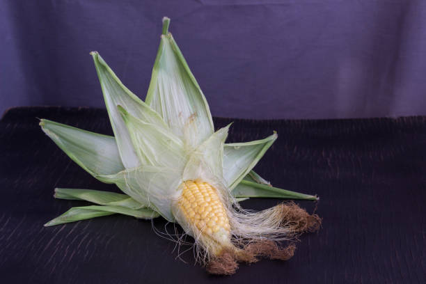 Raw corncob with green leaves. Black background