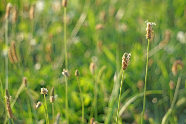 istock Medicinal plant wild plantain Plantago at sunset. 1178746556
