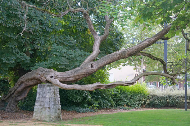 bizarre tree growing in a street in beauvais, france - beauvais imagens e fotografias de stock