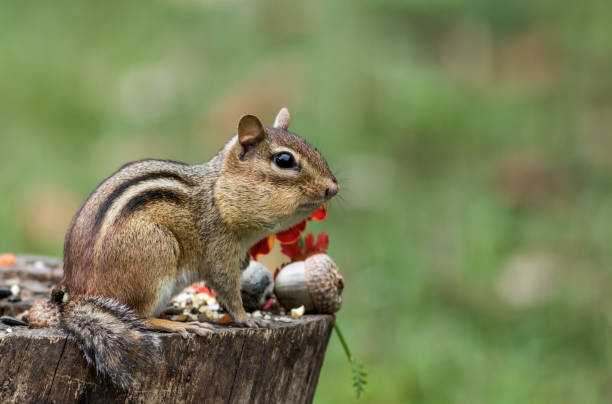 istock Adorable Chipmunk gathers seeds in fall next to pumpkin 1178746963