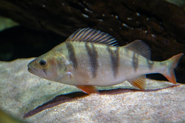 perca europea - perca fluviatilis. disparo submarino de peces de perca maduros descansando en el suelo del río. agua dulce depredador peces cazando peces más pequeños - mohawk river fotos fotografías e imágenes de stock