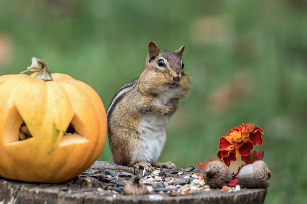 istock Adorable Chipmunk gathers seeds in fall next to pumpkin 1178747559
