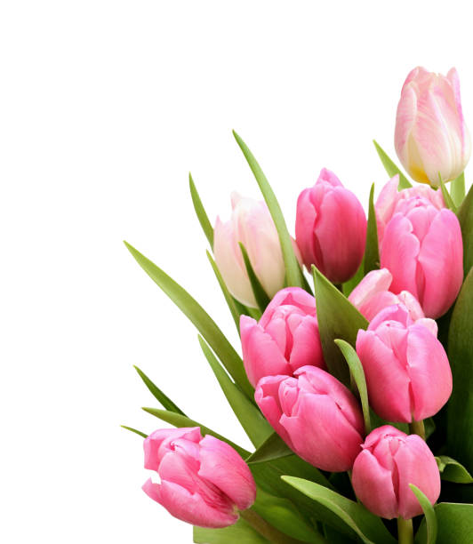 istock Pink tulip flowers bouquet 1178748523