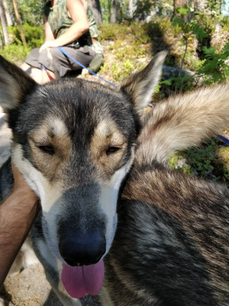 istock Portait of a friendly Husky 1178748559
