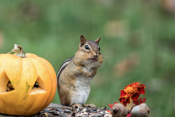 istock Adorable Chipmunk gathers seeds in fall next to pumpkin 1178749422