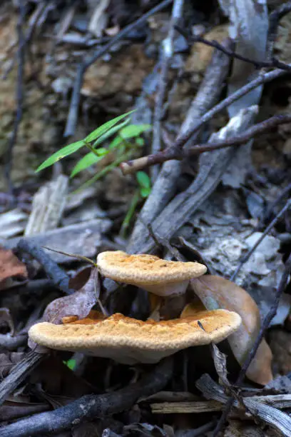 Woody-pore fungi on forest floor near Kuranda in Tropical North Queensland, Australia