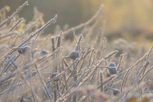frosty morgen hintergrund mit rose hüften im sonnenlicht - winter woods frost fragility stock-fotos und bilder