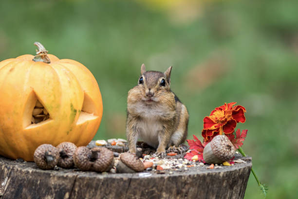 istock Adorable Chipmunk gathers seeds in fall next to pumpkin 1178750911