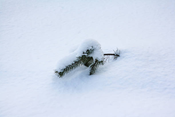 istock a branch of spruce sticks out from under the snow 1178753752