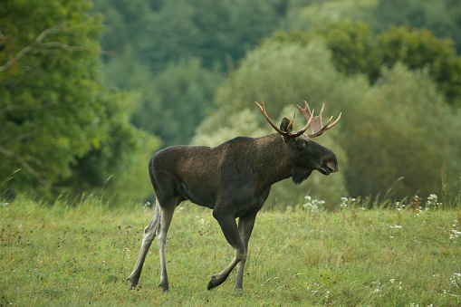 Poland , September, meeting with the elk bull (Alces alces) in a meadow among forests Horizontal view