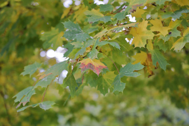 istock Autumn tree branch with bright foliage 1178755155