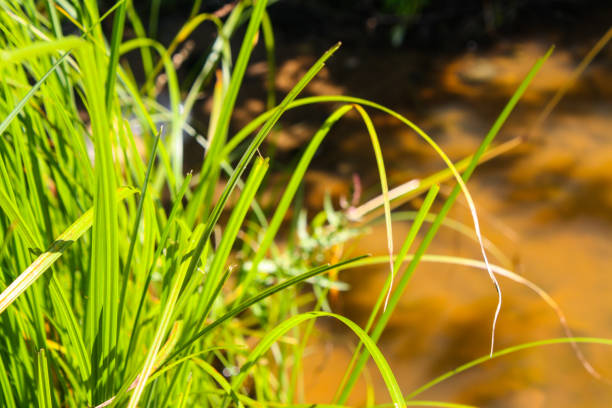 istock green grass in the bright sun 1178755943