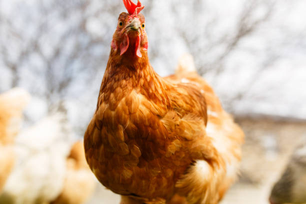 istock chickens in the yard graze, poultry farm 1178756040