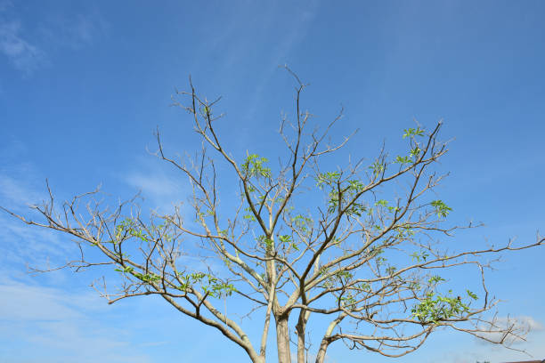 istock Blue sky white cloud white background. Beautiful sky and clouds in the afternoon. 1178756486