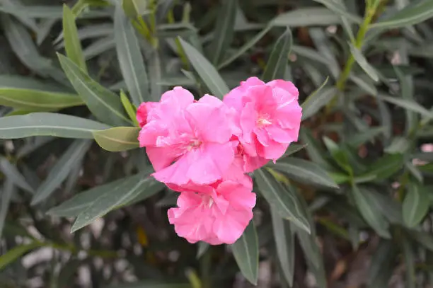 Photo of Oleander Flower