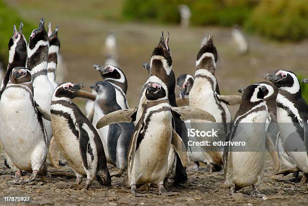 Colonia De Pingüinos Magellanic En La Patagonia Foto de stock y más banco de imágenes de Aire libre