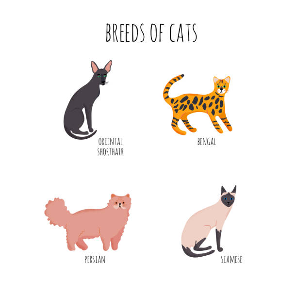 ilustraciones, imágenes clip art, dibujos animados e iconos de stock de establecer iconos estilo de dibujos animados de razas de gatos. - bengals