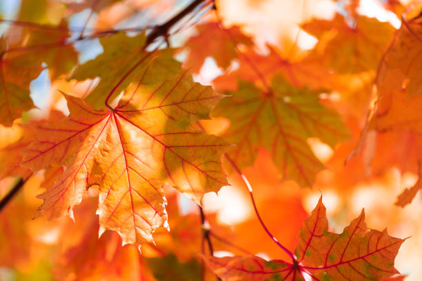 istock Close-up maple leaves on tree. Autumn fall background. Colorful foliage. 1178760137