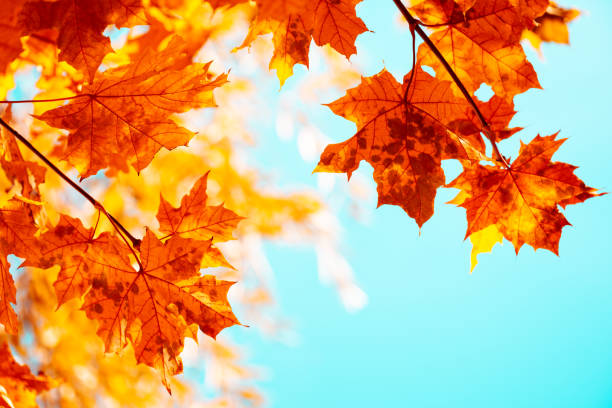 istock Maple leaves on tree against blue sky. Autumn fall background. Colorful foliage. 1178760161