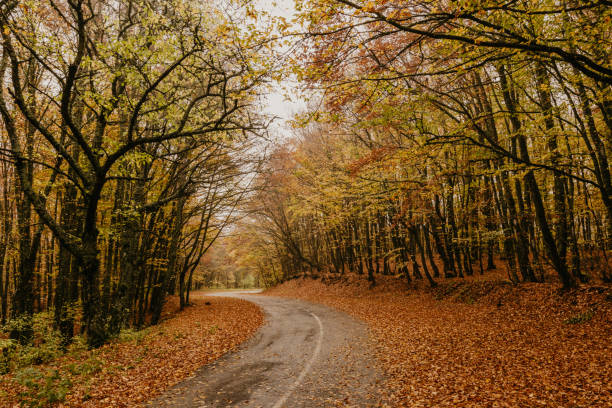 istock Autumn landscape with road and beautiful colored trees 1178760203