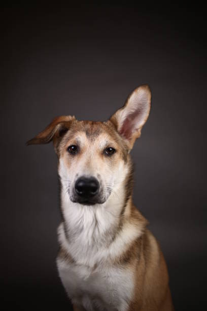istock Cute ginger mongrel dog on a gray background in the studio 1178760518