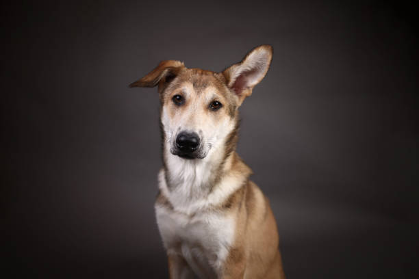 istock Cute ginger mongrel dog on a gray background in the studio 1178760538