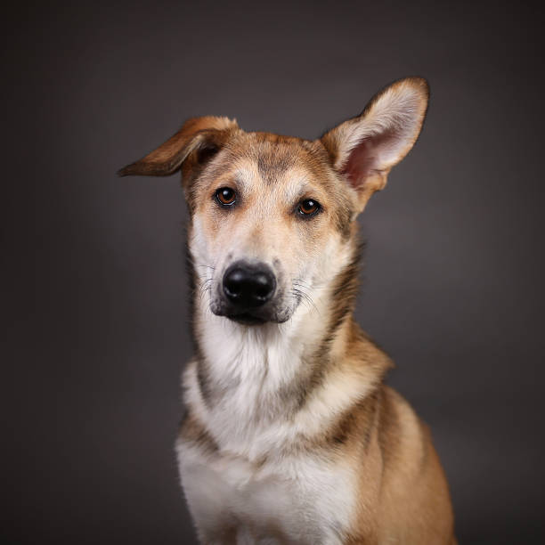 istock Cute ginger mongrel dog on a gray background in the studio 1178760541
