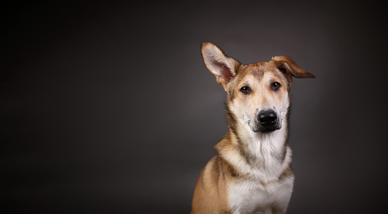 Close up Portrait of a cute mixed breed red haired dog on a gray background in the studio