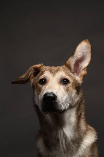 istock Cute ginger mongrel dog on a gray background in the studio 1178760661