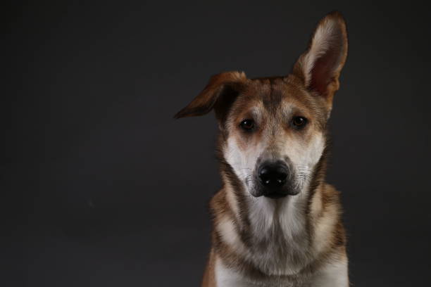 istock Cute ginger mongrel dog on a gray background in the studio 1178761096