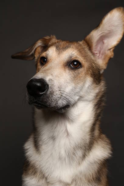 istock Cute ginger mongrel dog on a gray background in the studio 1178761138