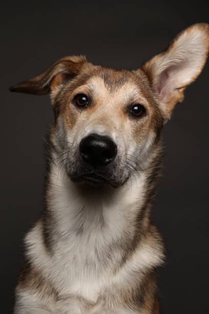 istock Cute ginger mongrel dog on a gray background in the studio 1178761148