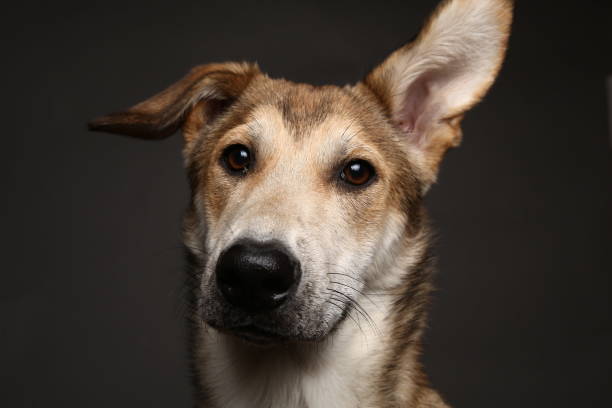 istock Cute ginger mongrel dog on a gray background in the studio 1178761159