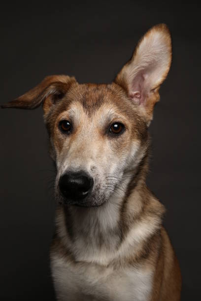 istock Cute ginger mongrel dog on a gray background in the studio 1178761161
