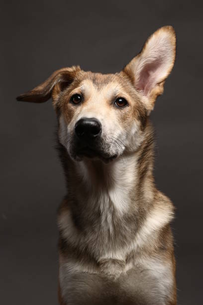istock Cute ginger mongrel dog on a gray background in the studio 1178761165