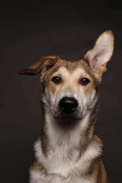 istock Cute ginger mongrel dog on a gray background in the studio 1178761172