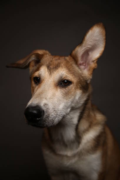 istock Cute ginger mongrel dog on a gray background in the studio 1178761182
