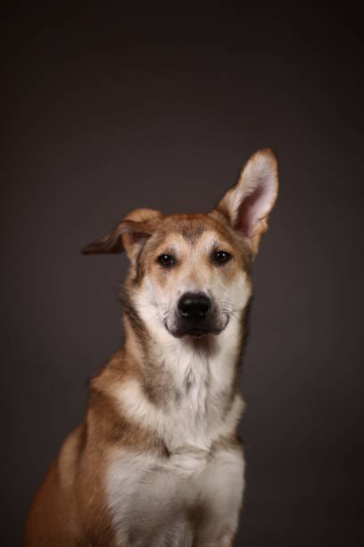 istock Cute ginger mongrel dog on a gray background in the studio 1178761274