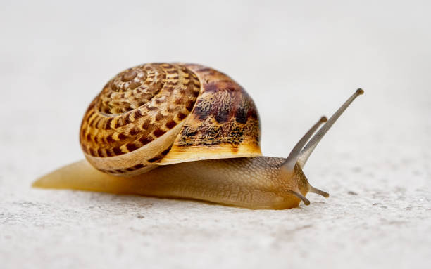 Snail stock photo