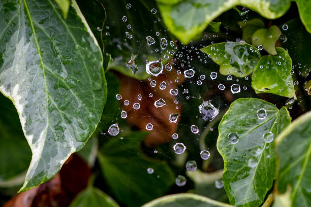 Cobweb droplets stock photo