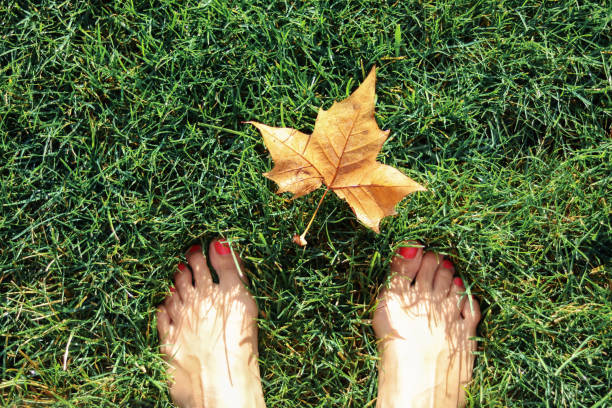 早朝の緑の草の上に裸足の女性の足で金色の黄色のカエデの葉のトップビュー。秋の最初の兆候。ハイコントラストの草の影。自然に近い。落ちる健康的なライフスタイル - maple leaf green outdoors ストックフォトと画像