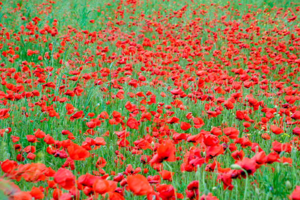 istock Blooming red poppy in the field. 1178761892
