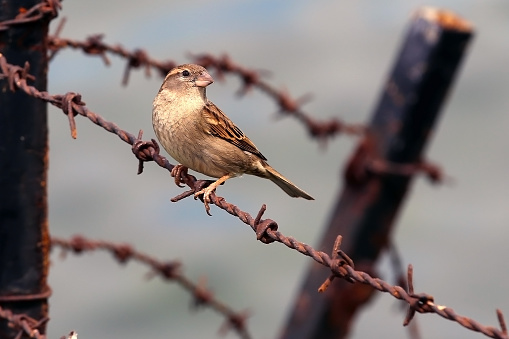 sparrow and barbed wires