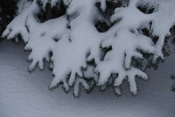 istock Blue spruce branches covered with thick layer of snow in winter 1178763187