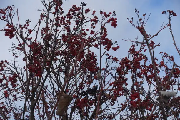 Brae branches of whitebeam with red berries against cloudy sky