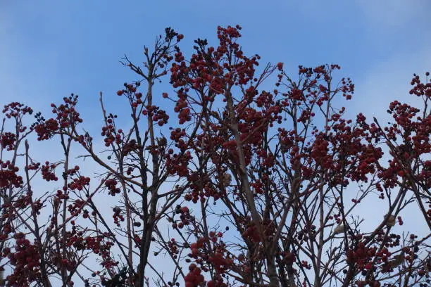 Branches of whitebeam with red berries against the sky in winter